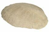 Fossil Tortoise (Testudo) Shell - South Dakota #192123-5